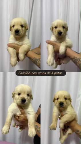 Golden Retriever