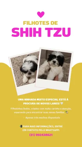 Filhote de Shitzu