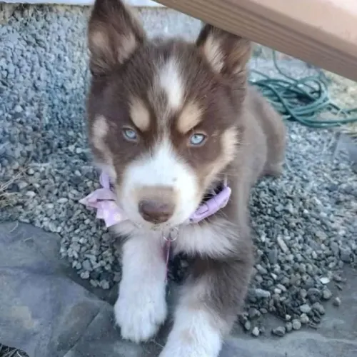 Filhotes de Husky Siberiano | Patinhas e lambidas para alegrar seu dia.