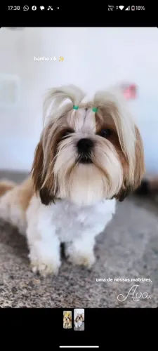 Shih tzu fêmea adulta no cio