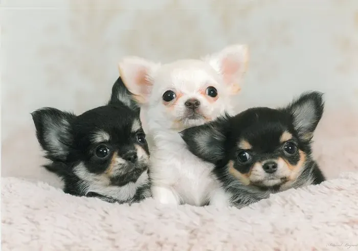 Chihuahua pelo Longo