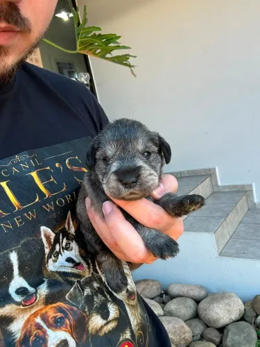 Schnauzer Miniatura | Entrega em Goiânia 24/08