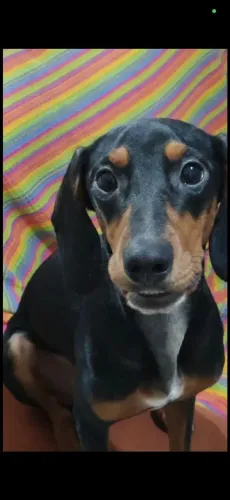 Doa-Se Cão Da raça Duchshund(salsicha)