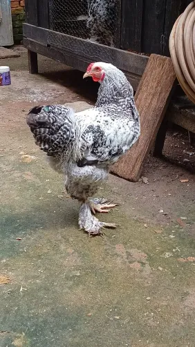 Frango Brahma