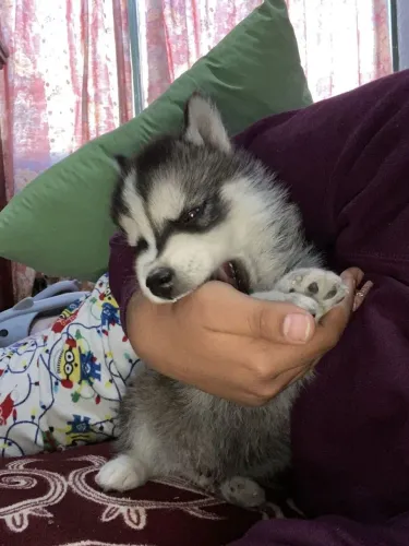 Husky siberiano Pet esperando por um novo capítulo