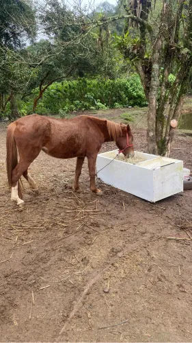 Egua mansa 4/5 anos
