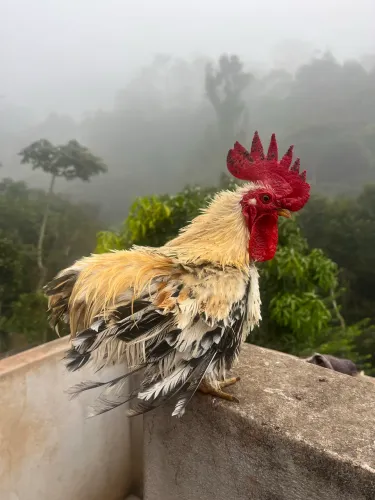 Garnisé suro