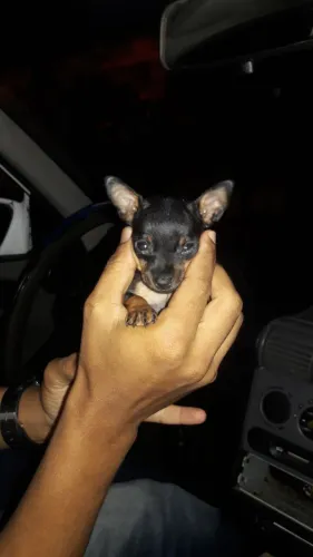 Filhotes de pinscher zero, esse cabe na palma da mão