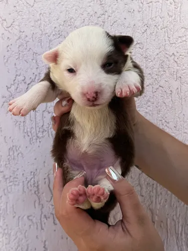 Cachorros