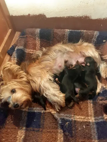 Animais de estimação