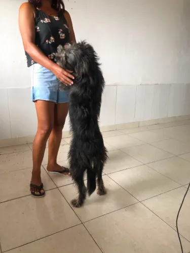Doação de cachorros