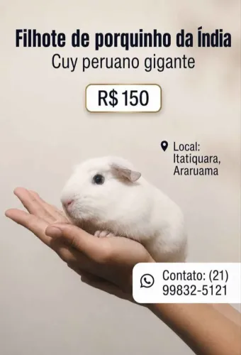 Vende-se porquinho da índia gigante - Cuy Peruano