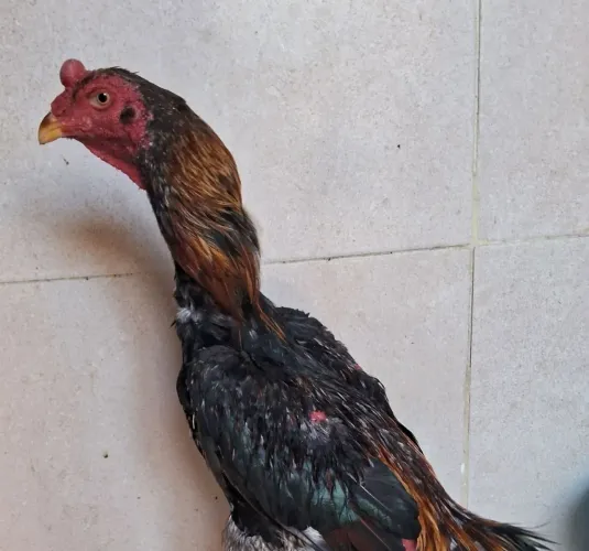 Estou vendendo um galo indiano com excelência genética no valor de R$ 200,00 .