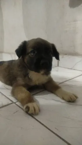Adoção de cachorro