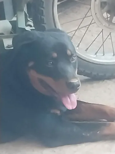 Rottweiler 9meses