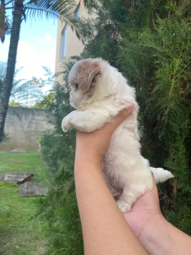 Filhote da raça lhasa apso.