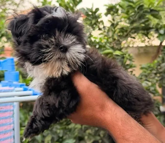 Lhasa Apso