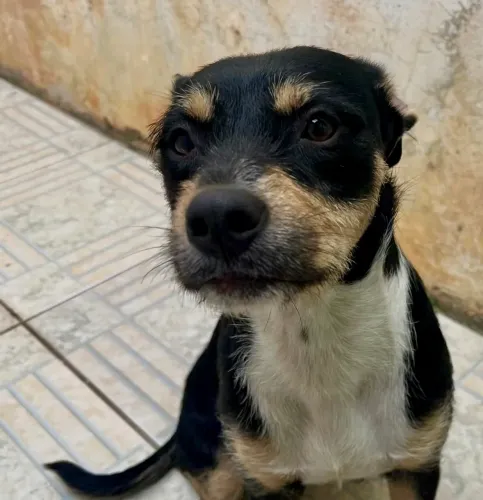 CACHORRO PARA ADOÇÃO