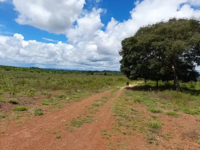Fazenda à Venda em Confresa - MT | 625 Hectares | Alta Produtividade | Oportunidade no Agr