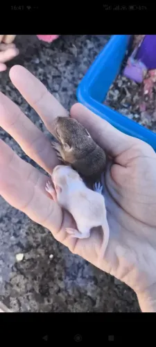 Esquilo da mangolia gerbil