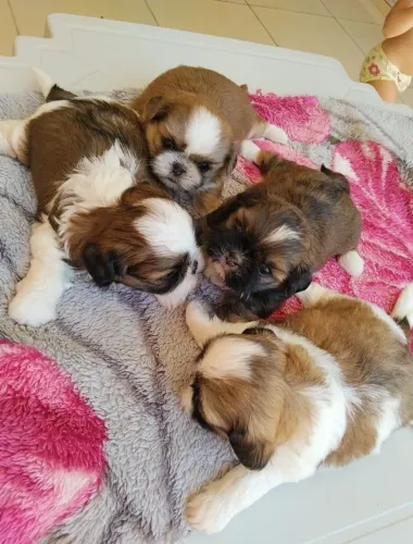 Filhotes Shih tzu 