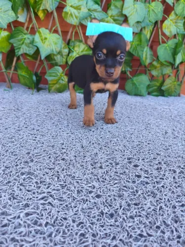 Filhote de Pinscher dócil e companheiro disponível 