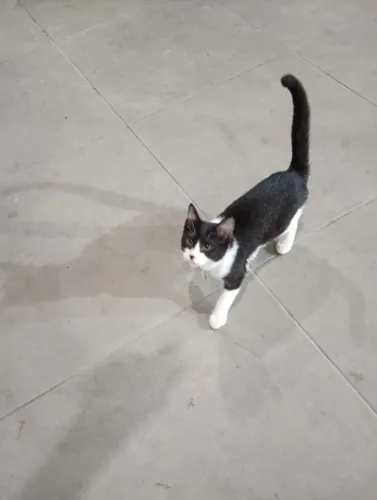 Doação responsável Gatas