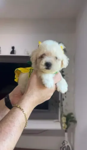 Poodle Mini: Negócio,parcelo,faço entrega.