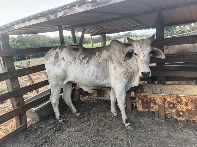 Vaca a venda! 