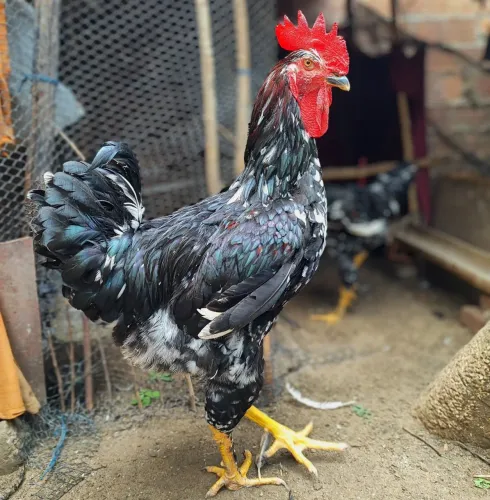 Frango GSB
