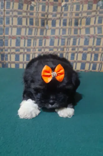 Shitzu
