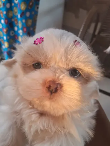 Filhote de shihtzu FÊMEA 