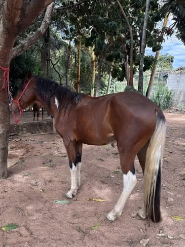 Cavalo manga larga 