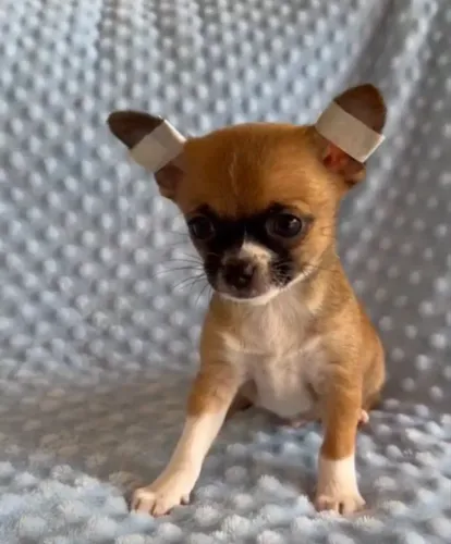 Chihuahua macho