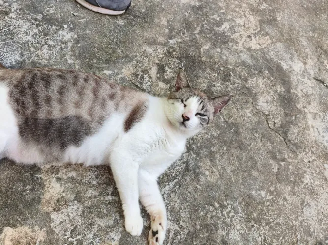 Gata castrada 