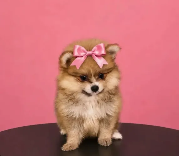 Filhotinhos de Spitz alemão, padrão ursinhos ¿ dogs perfeitos