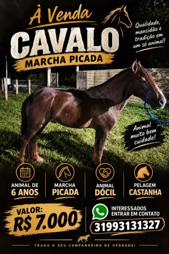 Vende-se cavalo