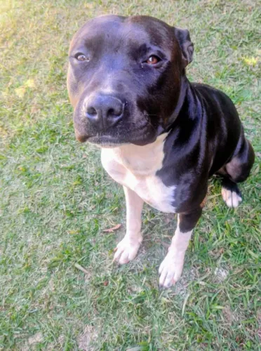 Doa se um Pitbull puro adestrado ,docil de 4 anos 