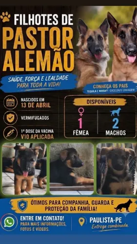Filhote de Pastor Alemão Vermifugado e Vacinado
