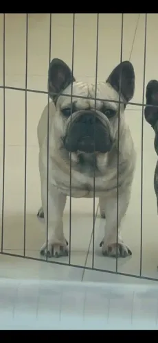 Lindo bulldog