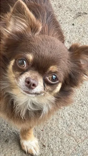 Chihuahua criados com amor humanizados 