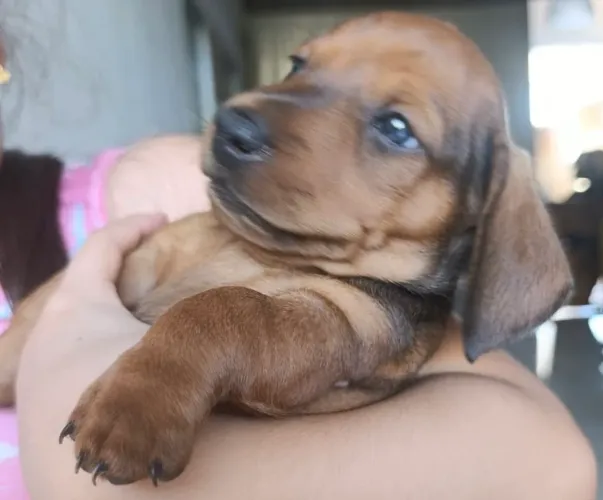 Filhotes de Salsichas ( Daschund)