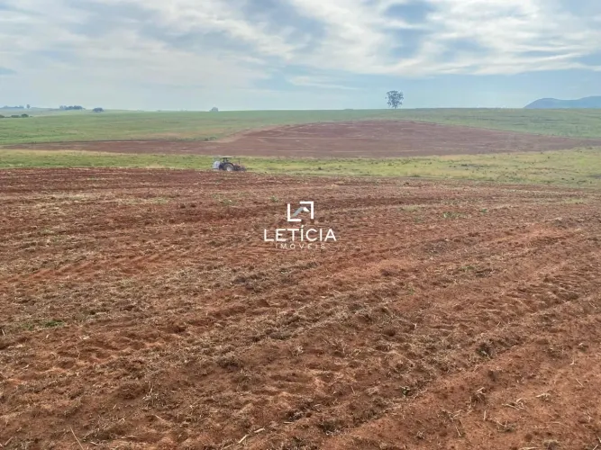 20 hectares de plena produçao, em Rosário do Sul