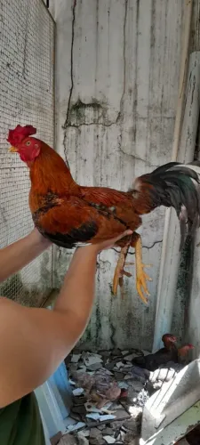 Galinha Galo