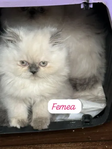 Filhotes de gato persa
