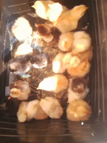 Pintinhos