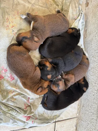 Filhotes Rottweiler com Boiadeiro Australiano 