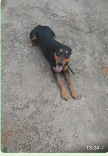 Fasso Uma doação de um cachorro