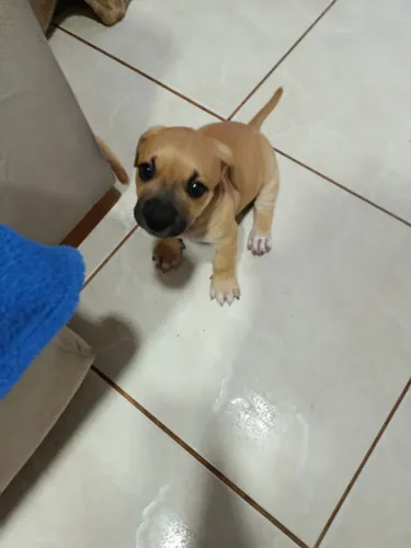 Filhotes pitbull