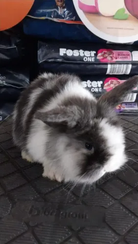 Coelhos Mini lop com Lion